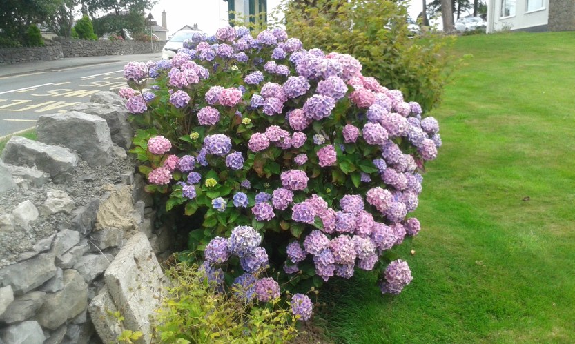 8Anglesey (43)